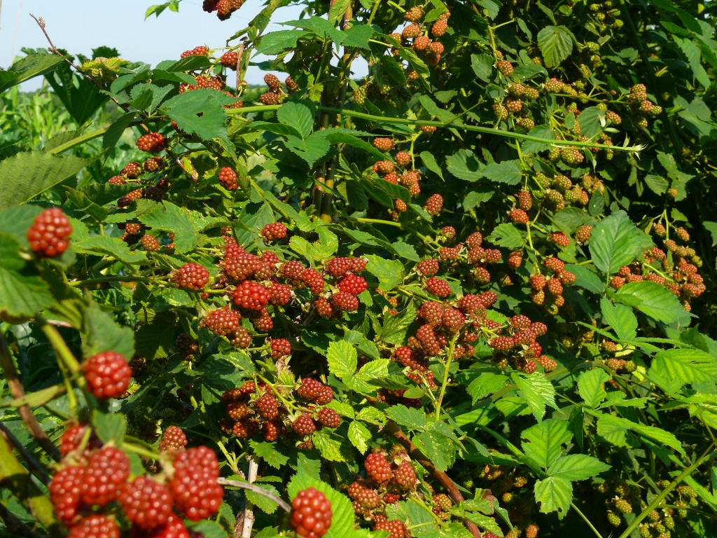 ежевика куманика. ежевика сатин. ежевика сатин. ежевика блэк сатин куст. ежевика сатин.