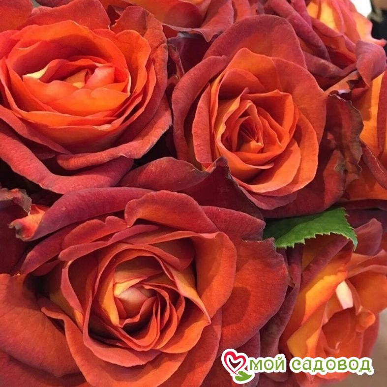 Роза чайно-гибридная Кофе Брейк