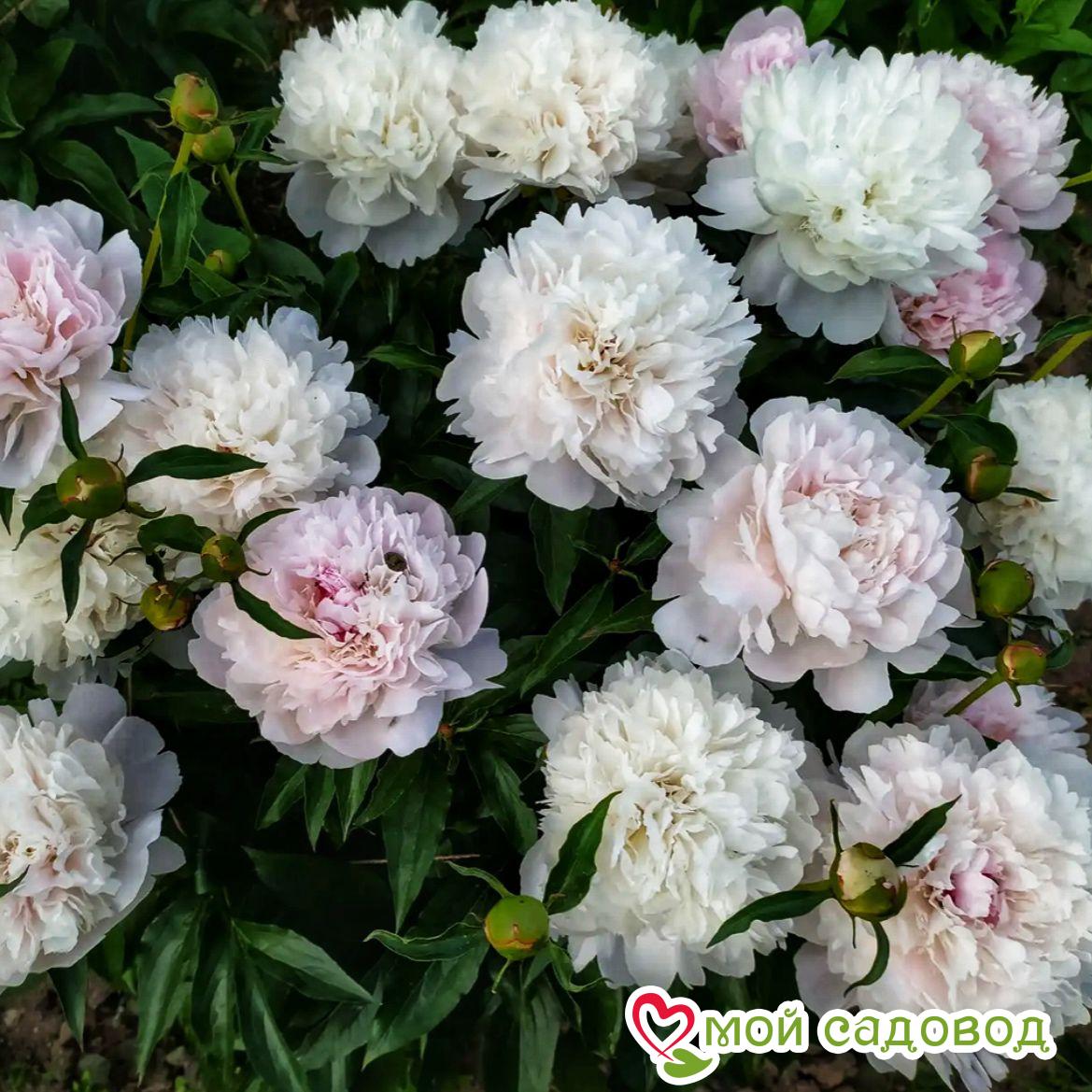 ПИОН АЛЕРТИ