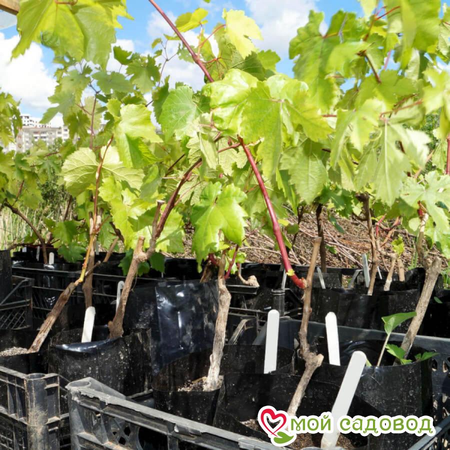 Виноград Авангард